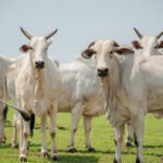 Keven Lopes Governo Do Tocantins 21