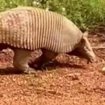 Image editor output image832452290 1742208772901.webp