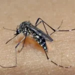 Mosquito.webp