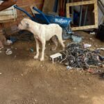 Whatsapp image 2025 04 22 at 17.37.42