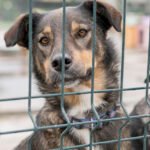 Maus tratos divulgação web