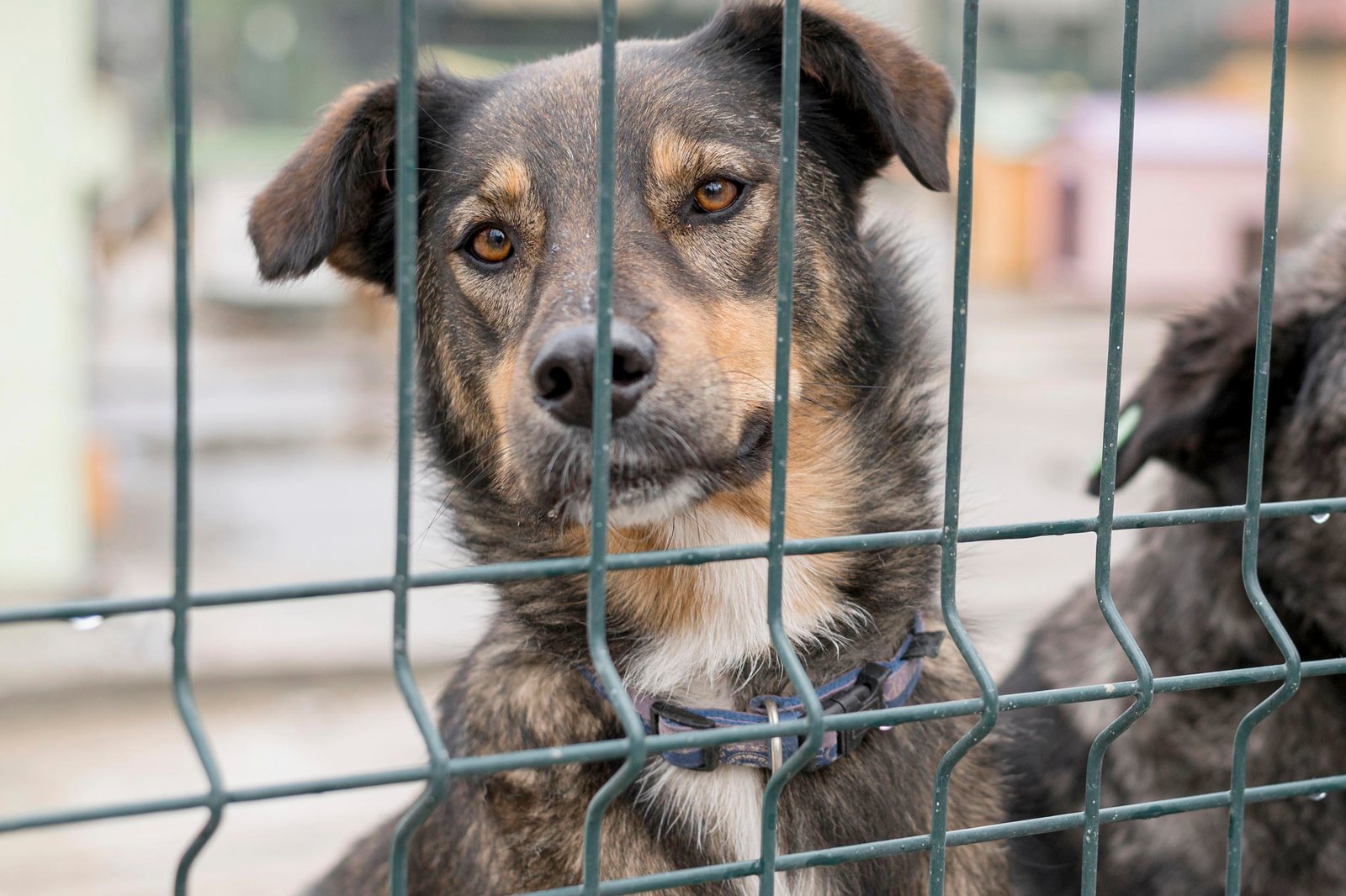Em Araguaína, homem que provocou a morte de um cachorro é indiciado pela Polícia Civil por maus-tratos a animal