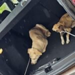 Whatsapp image 2025 05 23 at 15.52.33.jpeg