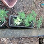 Plantação foi encontrada após cumprimento de mandado de busca e apreensão em uma área de mata na zona rural de palmas