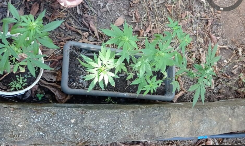 Plantação foi encontrada após cumprimento de mandado de busca e apreensão em uma área de mata na zona rural de palmas