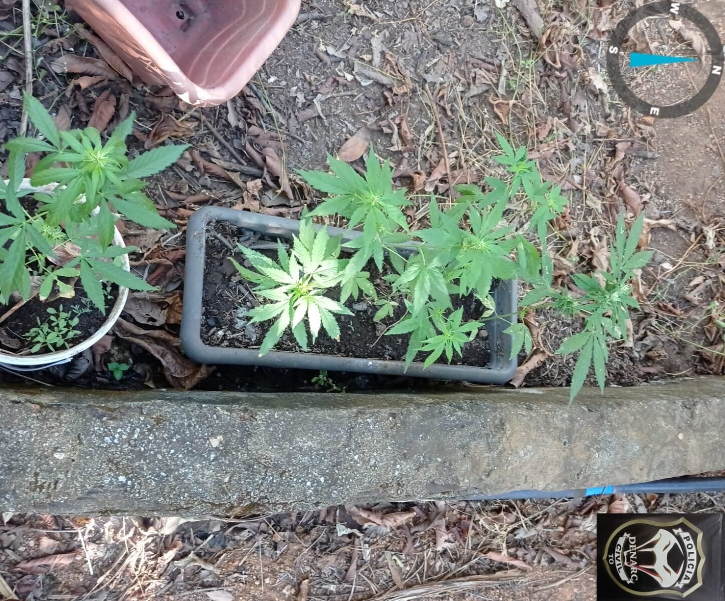 Denarc destrói estrutura montada para cultivo de maconha na zona rural de Palmas